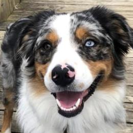 Australian Shepherds from WV Yankee Aussies