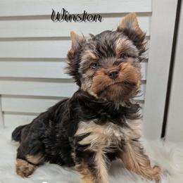 Winston - Chocolate and tan male Yorkshire Terrier puppy in Austin, Texas from Rhine Valley Yorkies