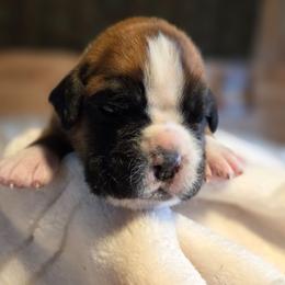 Lime fawn girl - Fawn female Boxer puppy in Marion, Montana from Serendipity's European Boxers