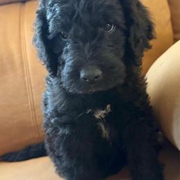 Spirit Black boy - Black male Labradoodle puppy in Churchill County Fallon, Nevada from Card Family Ranch