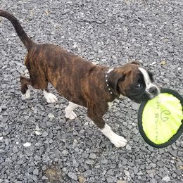 Boxer Puppies from Rumar Boxers