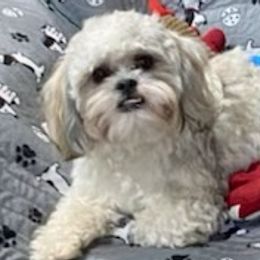 Shichons from Sharon's Shichon