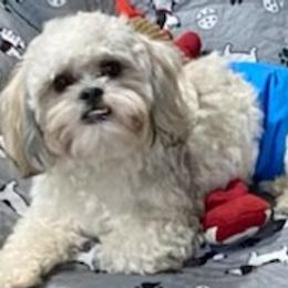 Shichons from Sharon's Shichon