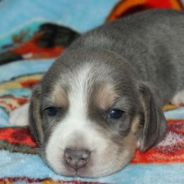 AKC 15 inch type Zuri - Blue tan and white female Beagle puppy in Spring Creek, Nevada from Battleborn Aussies and Beagles