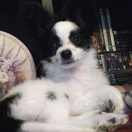 Papillon Puppies from WayMaker Papillons
