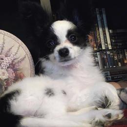 Papillon Puppies from WayMaker Papillons