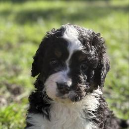 Sugar - Tri-color female Bernedoodle puppy in Carlotta, California from Lost Coast Bernese Mountain Dogs