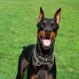 Doberman Pinschers from Sirus Dobermans