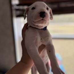 Navy - White and black male Dalmatian puppy in Hastings, Florida from Love My Spotty Dalmatians