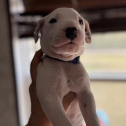 Navy - White and black male Dalmatian puppy in Hastings, Florida from Love My Spotty Dalmatians