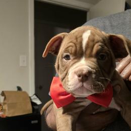 Ace - Brown male American Bully puppy in Tyler, Texas from Big Momma'z Monsta Bullies (BMMB)