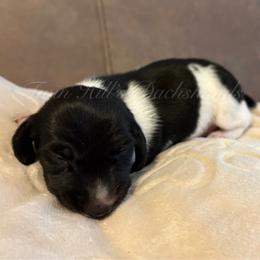 Shadow - Piebald male Dachshund puppy in Jonesboro, Illinois from Twin Hills Dachshunds