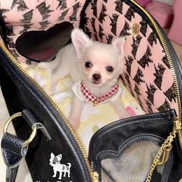 Cadbury 3,500 - White male Chihuahua puppy in Naples, Florida from Naples Tiny Dogs