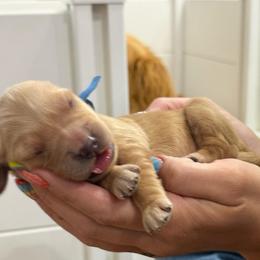 Chester-Blue - Golden male Golden Retriever puppy in Cedar City, Utah from RuTess Goldens