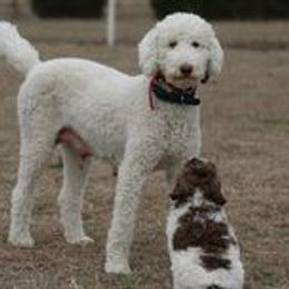 Sheepadoodles from Graham's Sheepadoodles