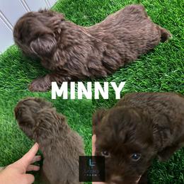 Minny - Brown and white female Aussiedoodle puppy in Knoxville, Tennessee from Legacy Farm