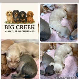 Bee - Cream female Dachshund puppy in Durant, Oklahoma from Big Creek Mini Dachshund