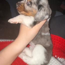 Blue boy - Gray (blue) and tan male Dachshund puppy in Texarkana, Texas from G&B Dachshunds