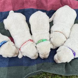 Boy 3 - Yellow male Labrador Retriever puppy in Harrison, Arkansas from Brandywine Labradors