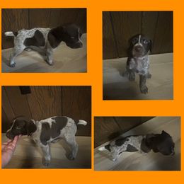 Orange Boy - Liver roan German Shorthaired Pointer puppy in Export, Pennsylvania from Pisone Pointer's