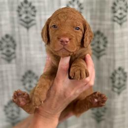 GoodLuck Bear- Green Collar - Red  male Goldendoodle puppy in Bay City, Texas from Charming Doods Goldendoodles