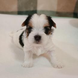 Apollo (2) - Parti male Yorkshire Terrier puppy in New Holland, Pennsylvania from Ellie's Cute as a Button Yorkies