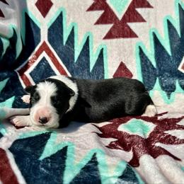 Boy 2 - Black and white male Border Collie puppy in Milton, Pennsylvania from C&C Border Collies