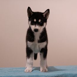"Past puppy (Jigs X Naava)" Siberian Husky Puppies from Ivie Huskies