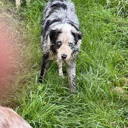 Mystic - Border Collie