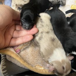 Boy 4 - Black tri male Toy Australian Shepherd puppy in Georgetown, Texas from Minikin Manor