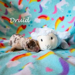 Druid - Red merle male Australian Shepherd puppy in Benton City, Washington from Eventide Australian Shepherds