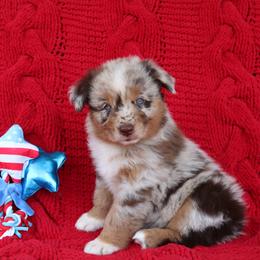 Girl 2 - Red merle female Australian Shepherd puppy in Smicksburg, Pennsylvania from Zaneca Aussies