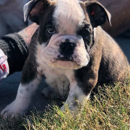 French Bulldog Puppies from Ballpark Bulldogs