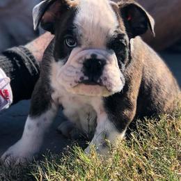 French Bulldog Puppies from Ballpark Bulldogs