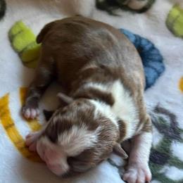 ANNIE - Red female Boston Terrier puppy in Anderson, South Carolina from Lola’s House of Bostons & Rescue