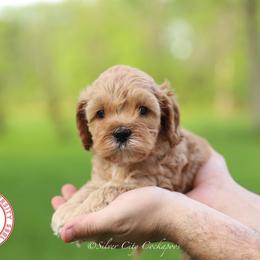 Cornell - Red male Cockapoo puppy in Canastota, New York from Silver City Cockapoos