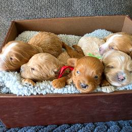 Cavapoo puppies from Just Doodling Dogs