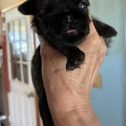 Emma - Tan female Brussels Griffon puppy in Mayville, Michigan from Carol's Brussels Griffon