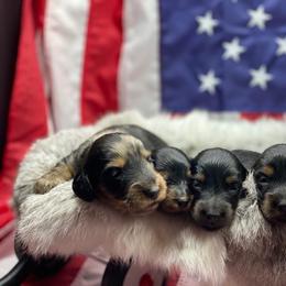 Dachshund Puppies from Hart Dachshunds