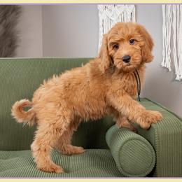 Bridgett - Red  female Goldendoodle puppy in Connersville, Indiana from Deaz Doodle Ranch