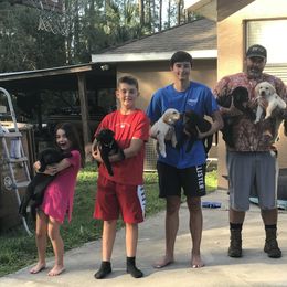 Labrador Retriever Puppies from Salty Duck Retrievers