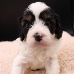 Apollo - Tri-color male Cavapoo puppy in Hendersonville, North Carolina from Grayfinn House