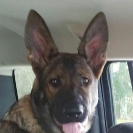 German Shepherd Puppies from Von Fousthaus GSDogs