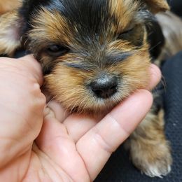 Yorkshire Terrier Puppies from Kim Hoang's Yorkies