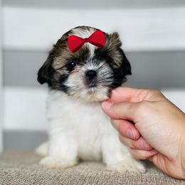 Girl 1 - Sable and white female Shih Tzu puppy in Seguin, Texas from Dolled Up Shih Tzus