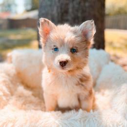 Ciabatta - Merle female Pomsky puppy in Cleveland, Ohio from Lake Point Pomskies