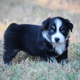 Girl 1 - female Australian Shepherd puppy in Wolfe City, Texas from Susan Warnock