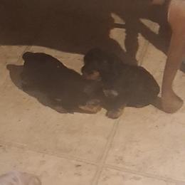 Kisses - Black and tan female Yorkshire Terrier puppy in Jacksonville, Arkansas from Royal Yorkie Terrier