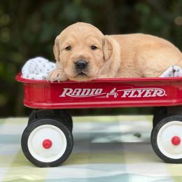 Cheeseburger Girl - Golden female Golden Retriever puppy in Knoxville, Tennessee from Jack and Ginger’s Goldens