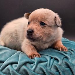 (Pink) Billie - Red speckled female Australian Cattle Dog puppy in Burleson, Texas from Bluebonnet Heelers
